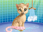 猫发沙龙